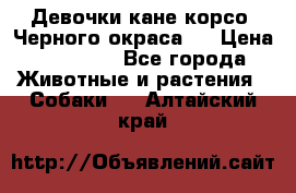 Девочки кане корсо. Черного окраса.  › Цена ­ 65 000 - Все города Животные и растения » Собаки   . Алтайский край